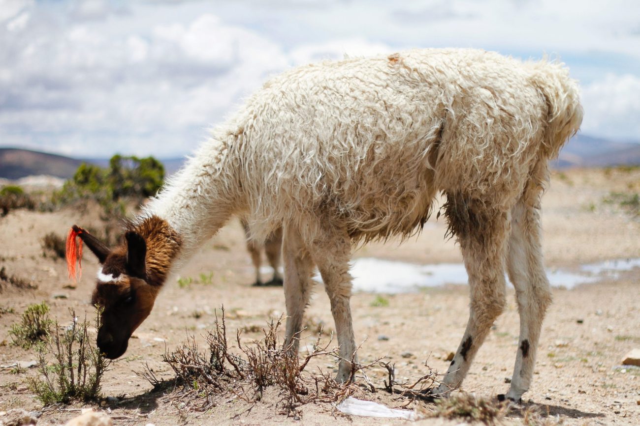 Colca, Peru_unsplash