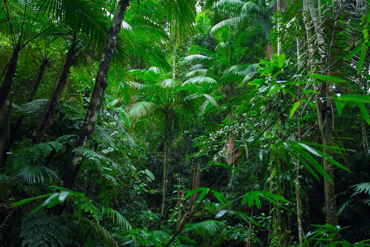 Amazonie, Manaus