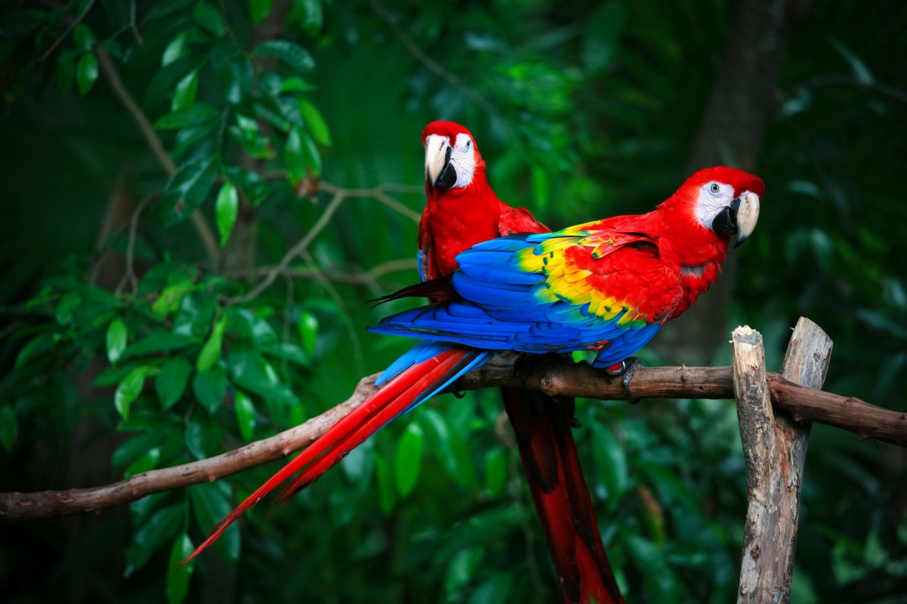 scarlet macaws