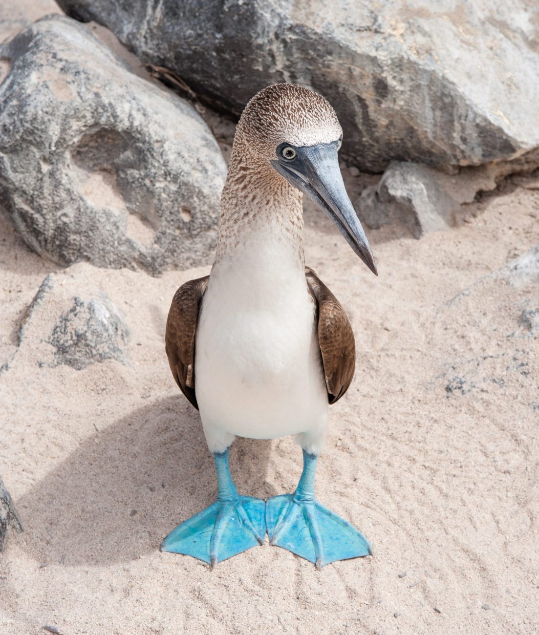 Blue-footed Booby standing on sand on Espanola the Galapagos