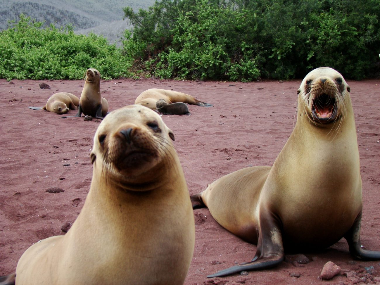 Galapágy