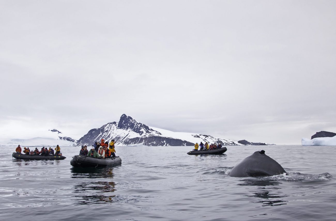 AXXI_1112_Humpback whales_Cierva Cove_(c)_sandrawalser.ch (2).jpg