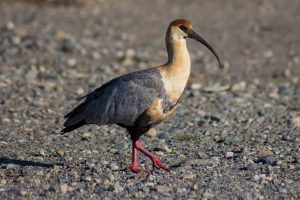 Zastávka v Bariloche – poznávací zájezd