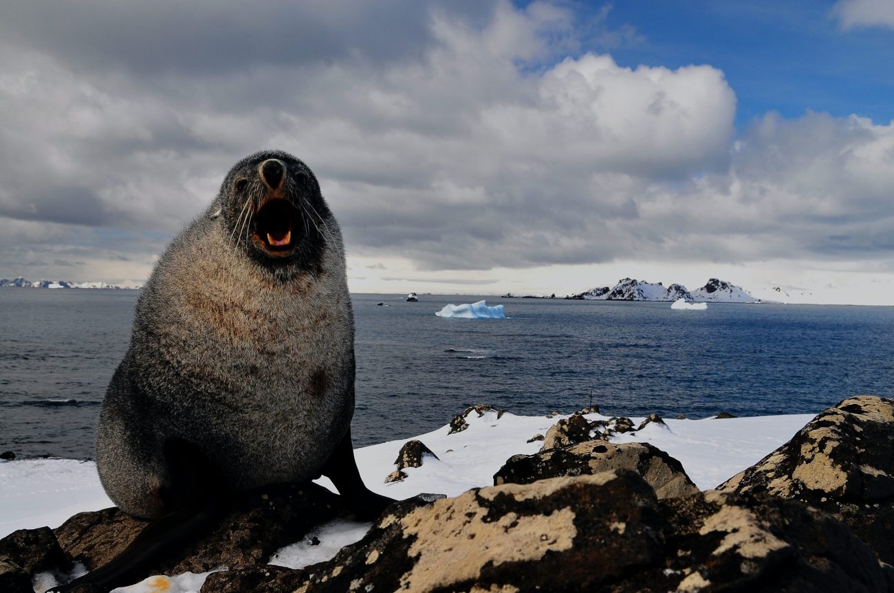 Cape Shirreff, Livingston Island, Anta-unsplash