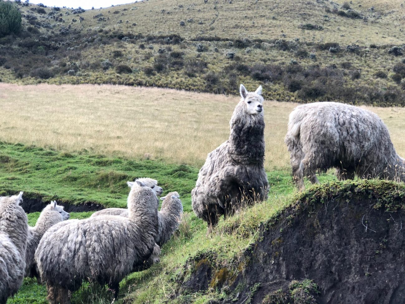 Cayambe, Ecuador-unsplash