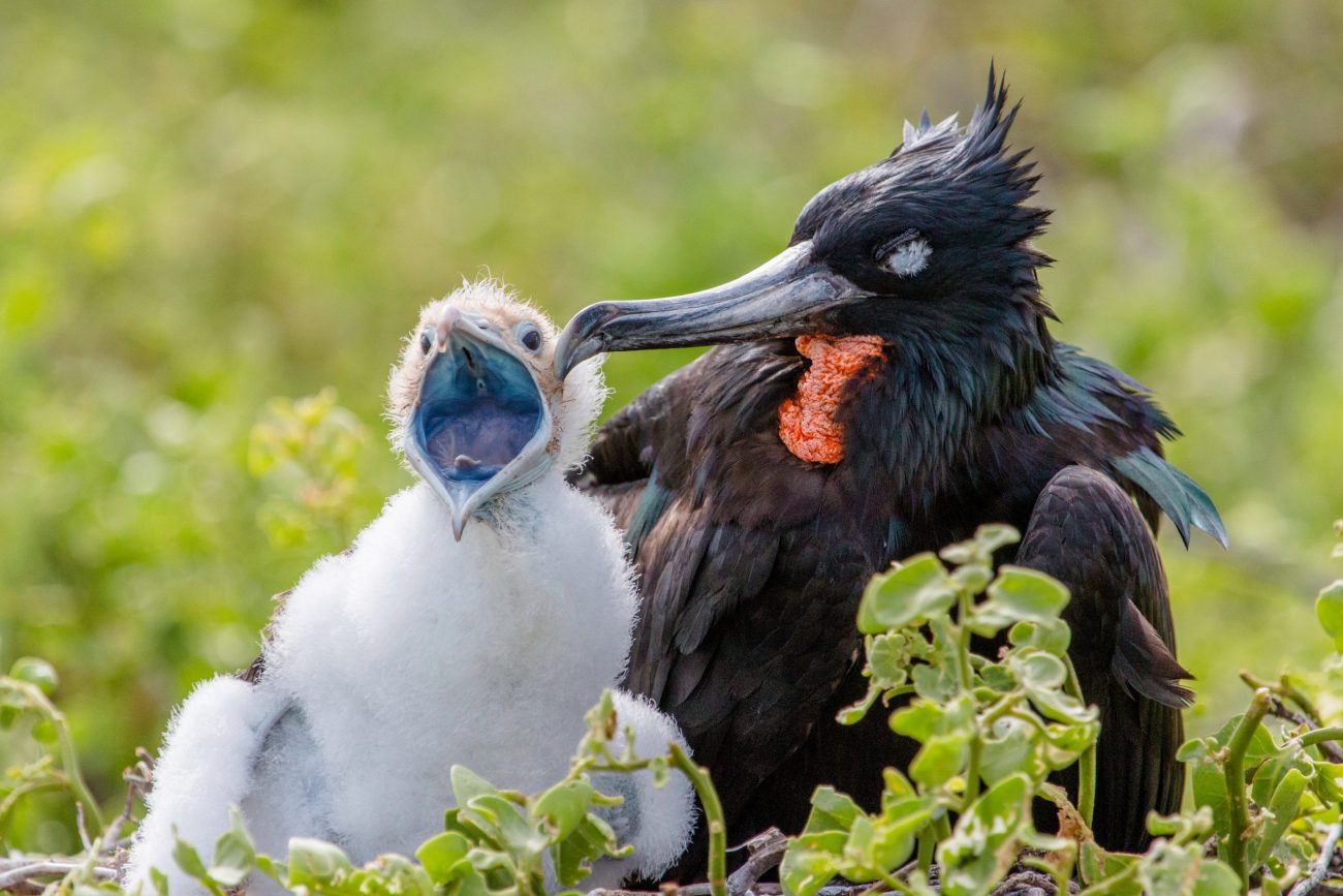 Galapágy