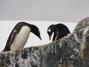 Antarktida exkluzivně – poznávací zájezd