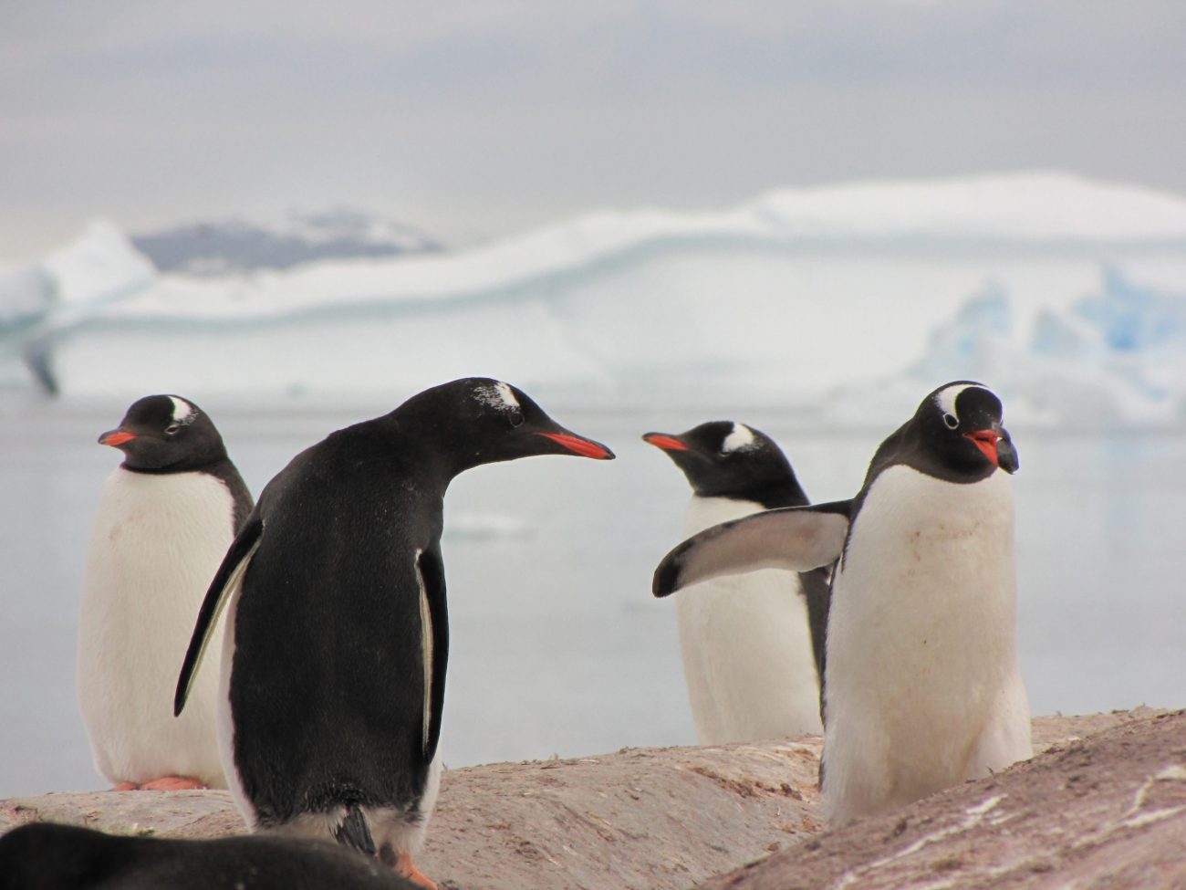 Antarktida a Jižní Shetlandské ostrovy