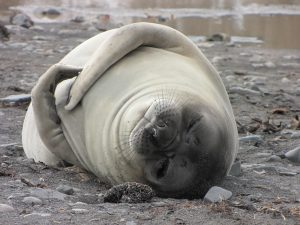 Antarktida exkluzivně – poznávací zájezd