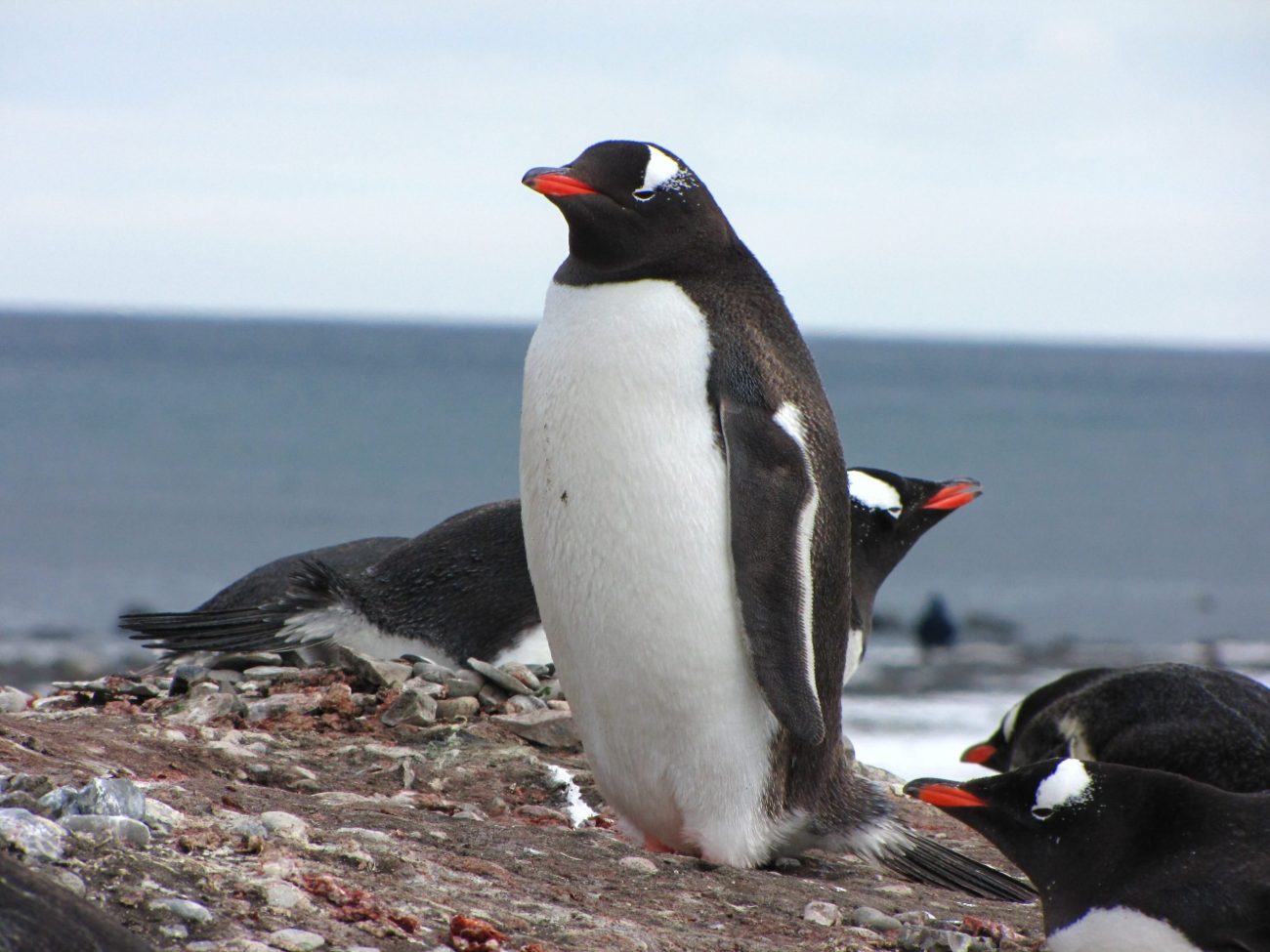 Antarktida a Jižní Shetlandské ostrovy