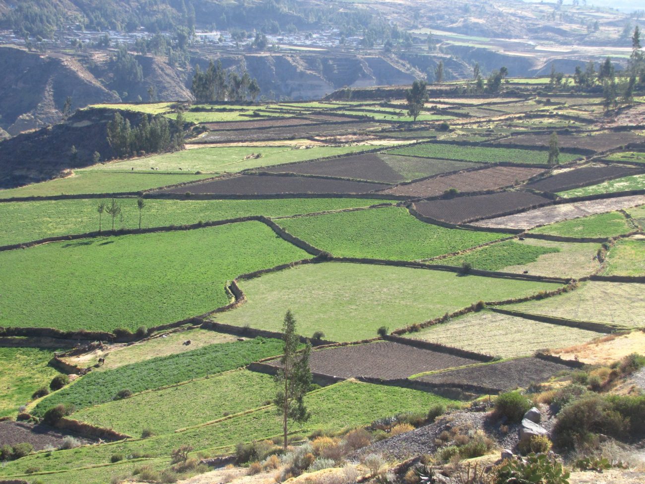 Colca Canyon