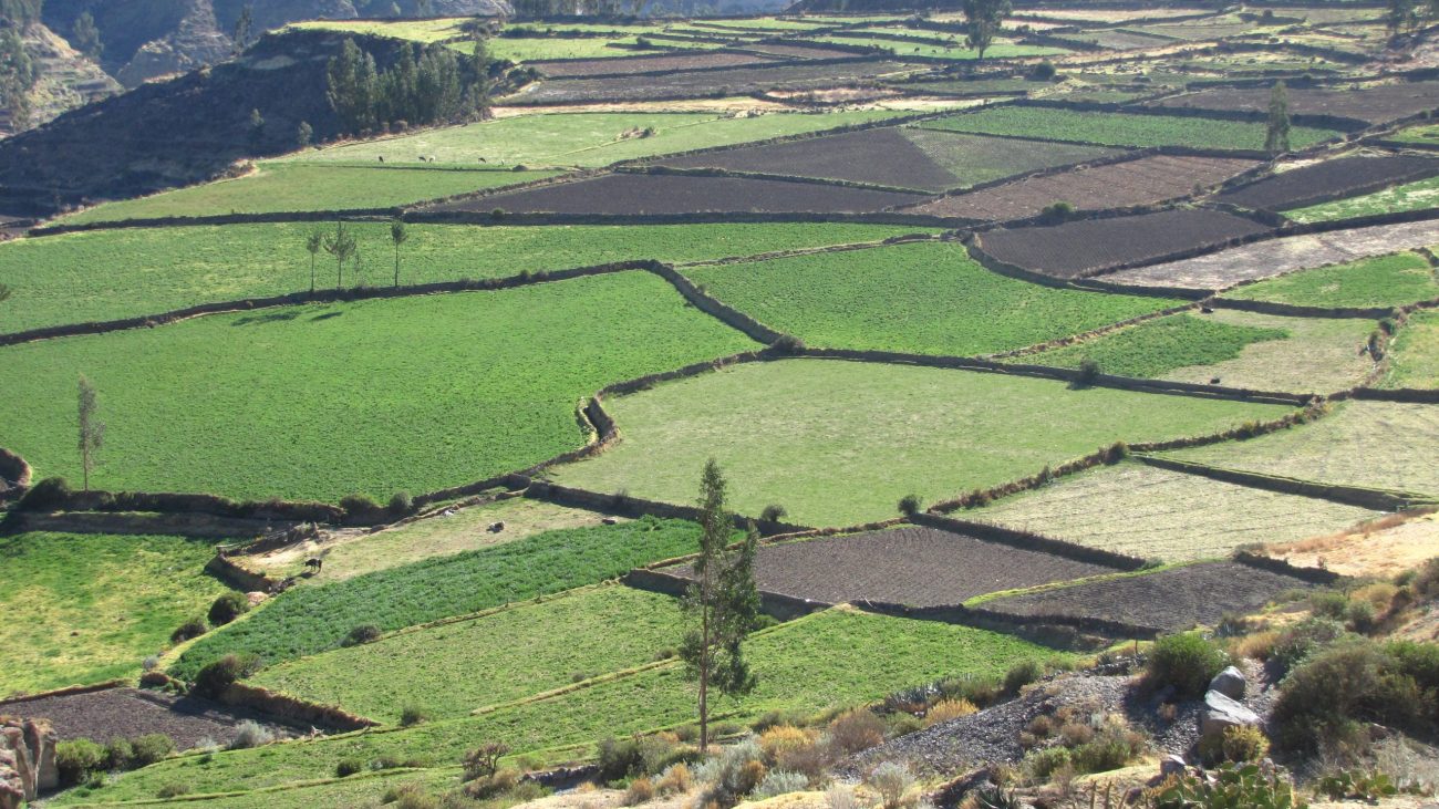 Colca Canyon