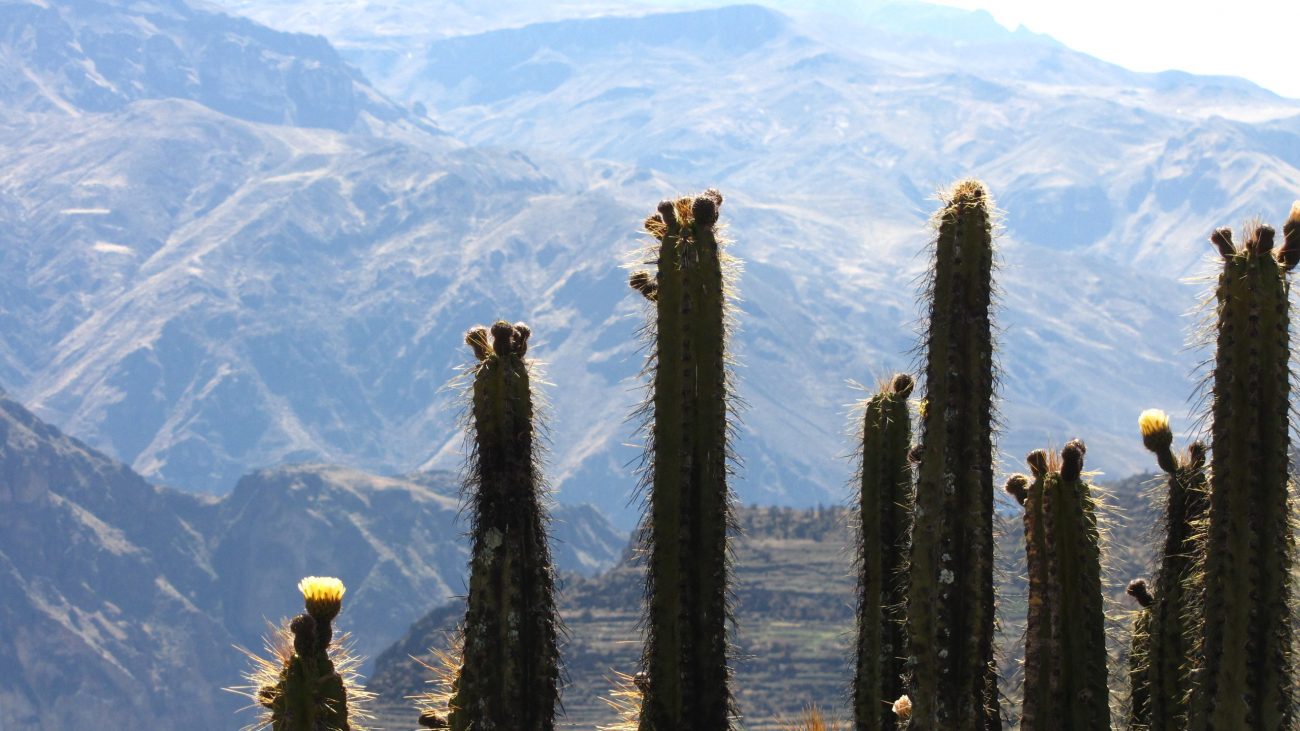 Colca Canyon