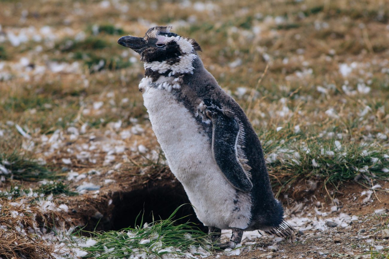 Isla Magdalena, Punta Arenas, Chile-unsplash