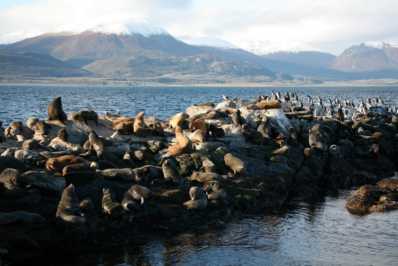 Isla de Lobos puerto madryn