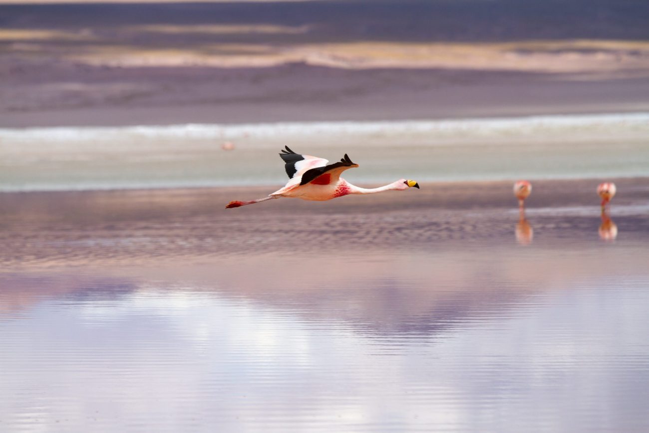 Salar de Uyuni