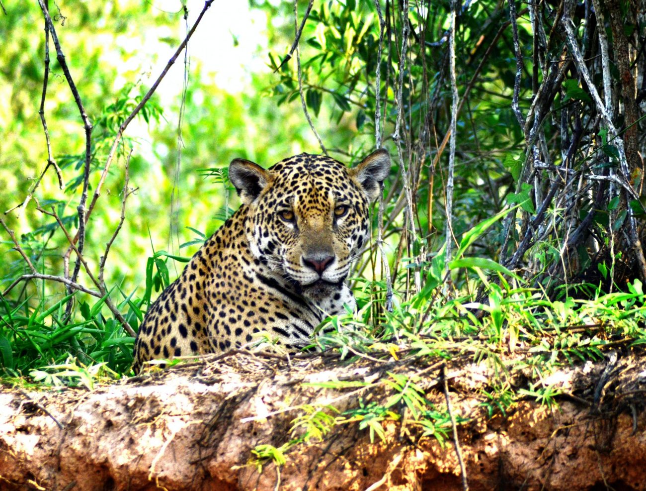 Pantanal, Poconé - MT, Brasil-unsplash