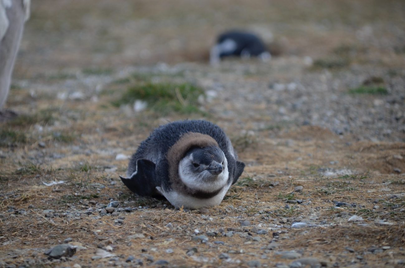 Punta Arenas