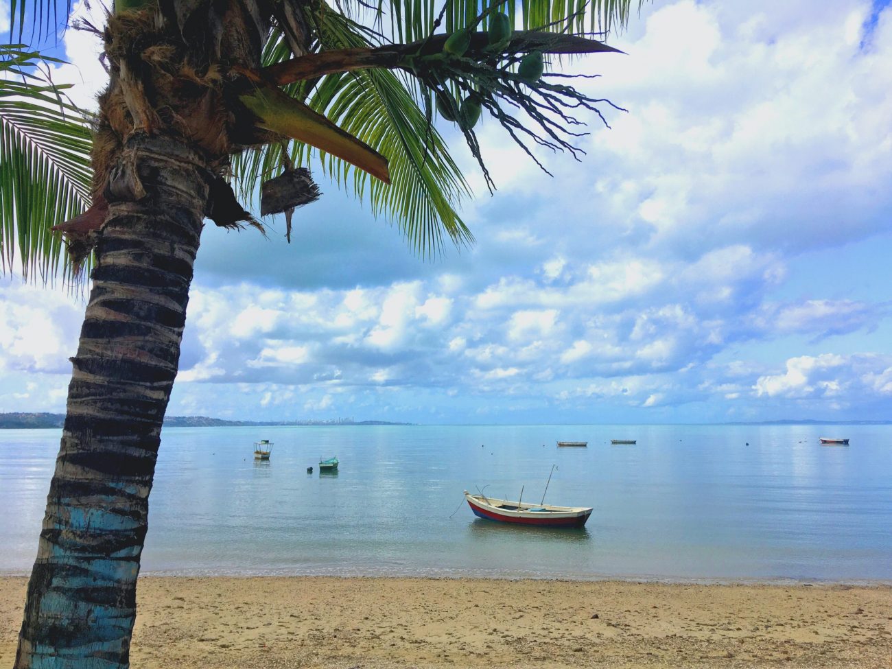 Salvador, Brasil, coqueiro na praia de tubarao-unsplash