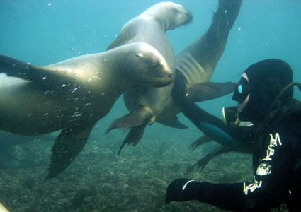 Snorkling sea lion Patagonie