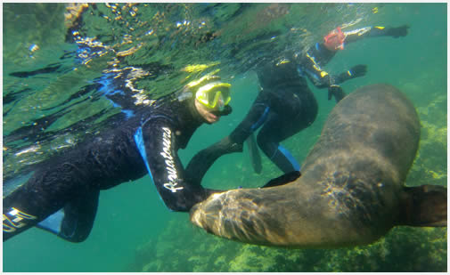 Snorkling sea lion Patagonie2