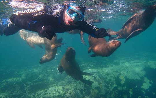 Snorkling sea lion Patagonie3