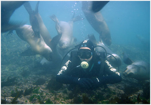 Snorkling sea lion Patagonie4 - kopie