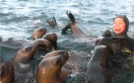 Snorkling sea lion Patagonie5 - kopie