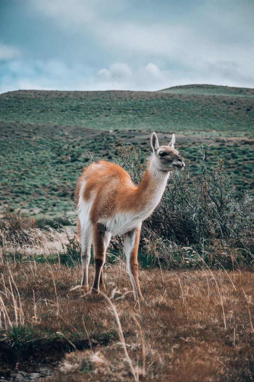 Torres del Paine