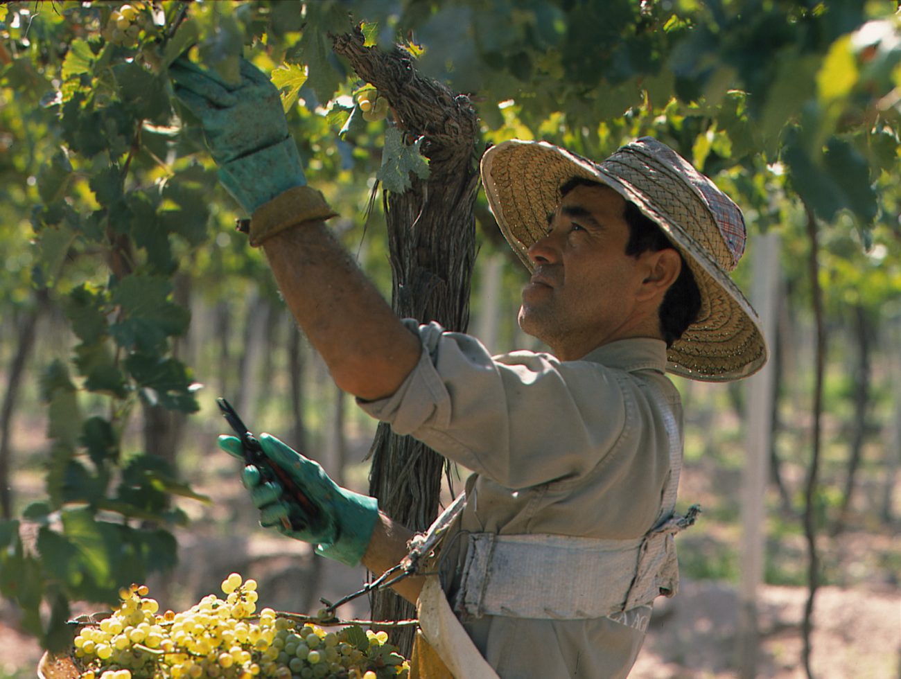 Vinice Concha y Toro