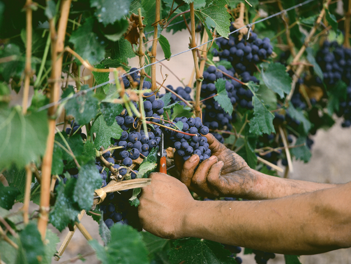 Vinice Concha y Toro