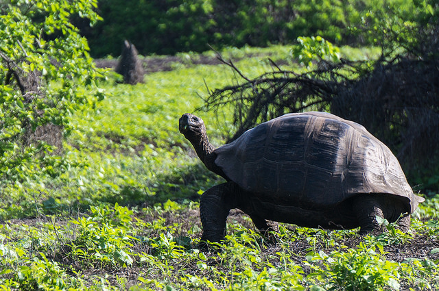 Galapágy