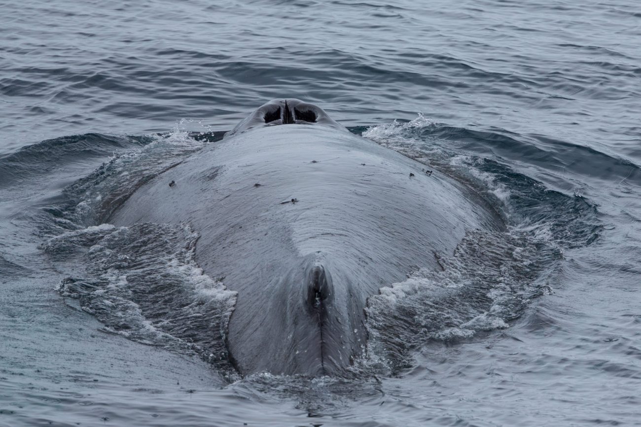 humpback whale, antarctica-unsplash