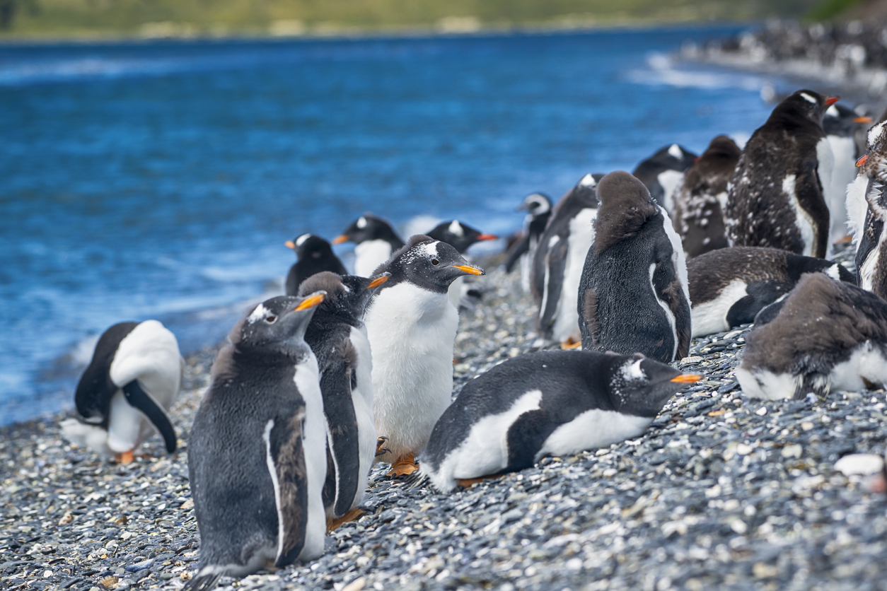 Punta Arenas