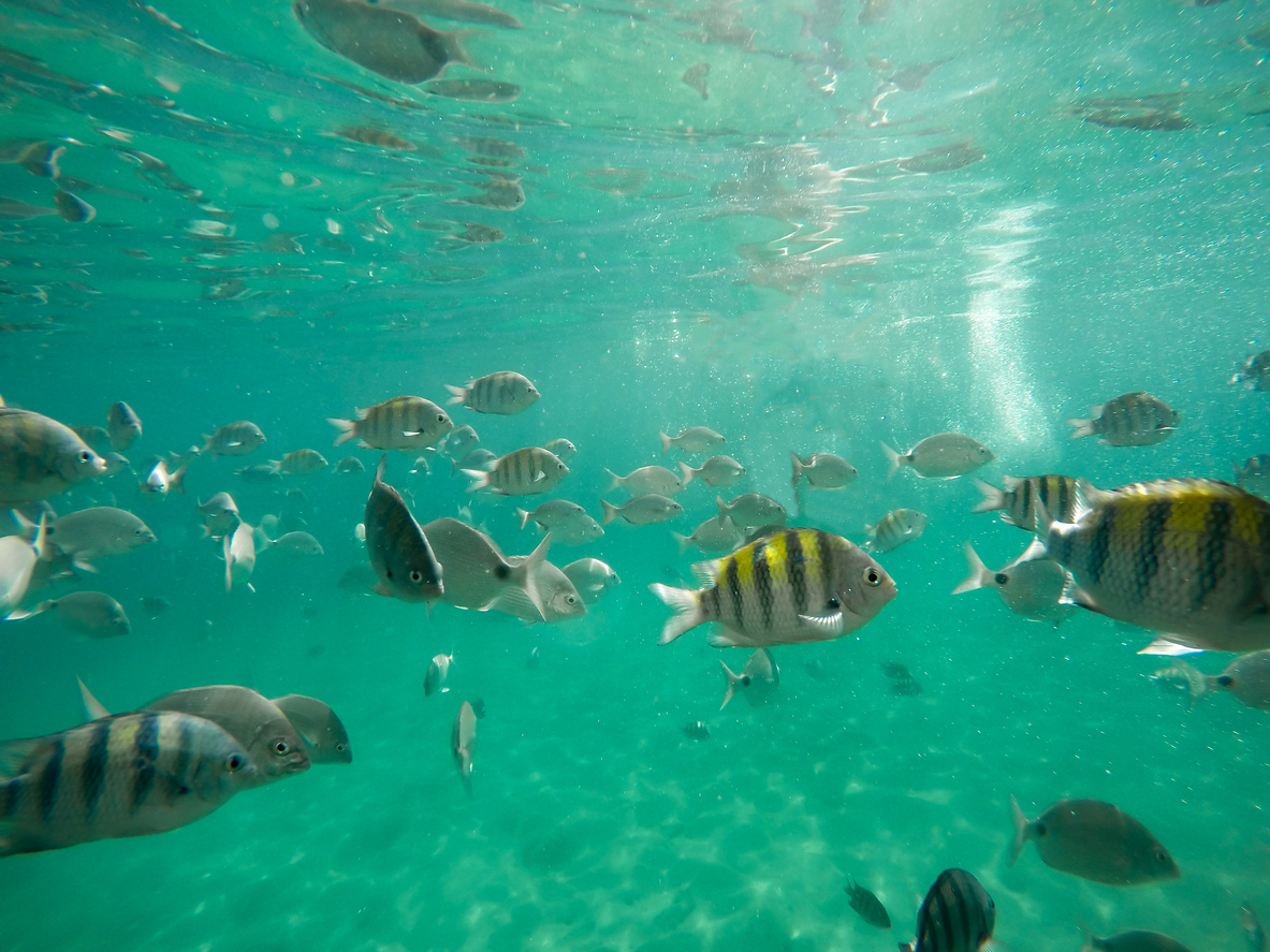 Fish in the Bay of Angra