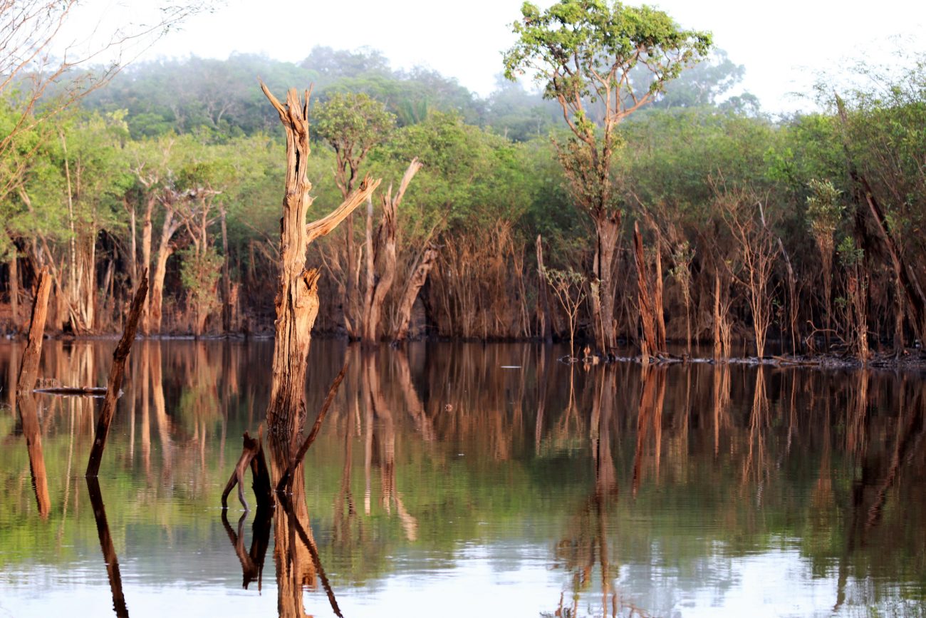 beautiful reflection of trees in the river - Rio Negro, Amazon, Brazil, South America