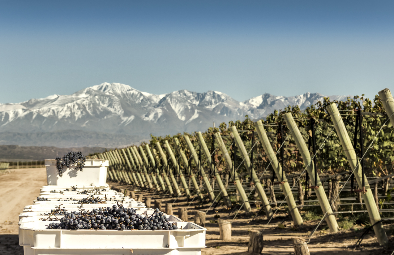 Malbec grape harvest. Lujan de Cuyo, Mendoza, Argentina.