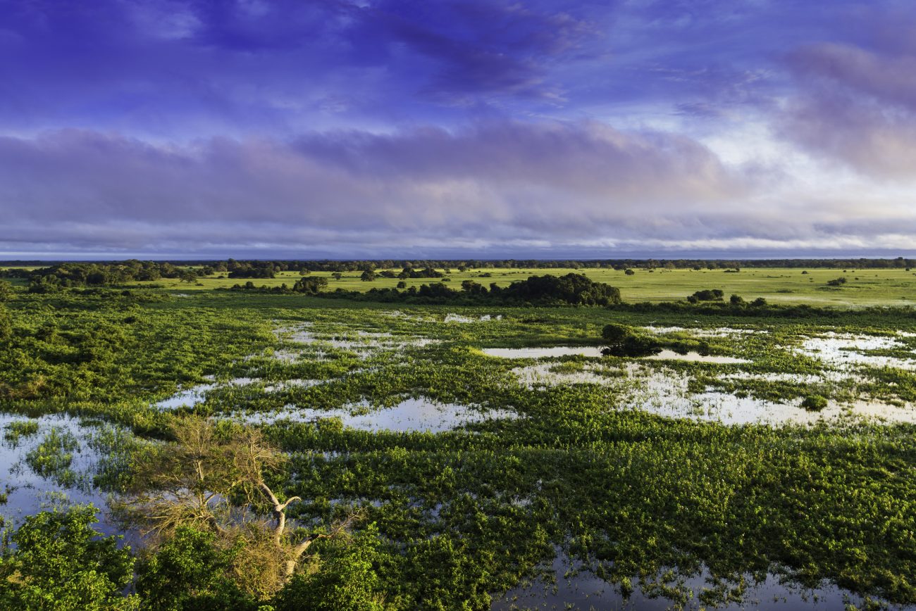 Wetlands in Pantanal, Brazil