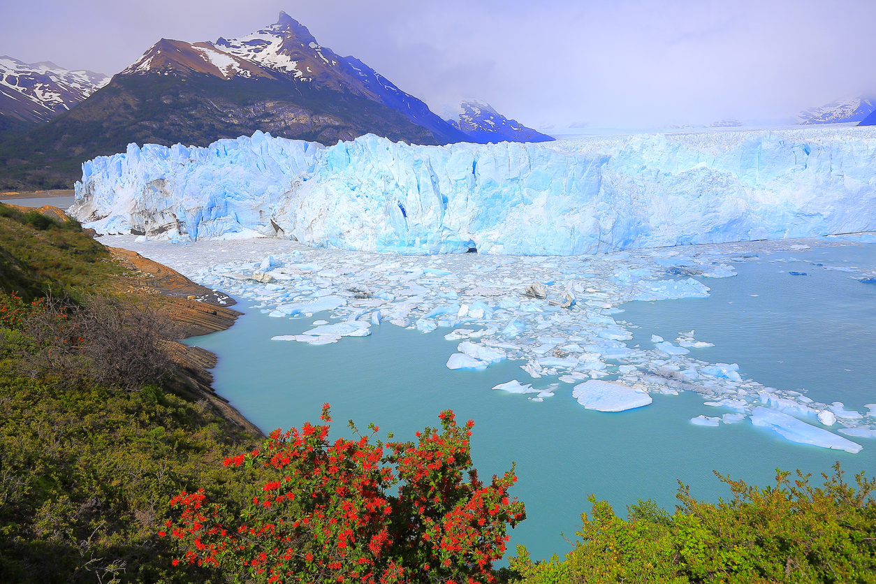 Bright Moreno Glacier, flowers, ice floe, Lake Argentina, Patagonia, Calafate