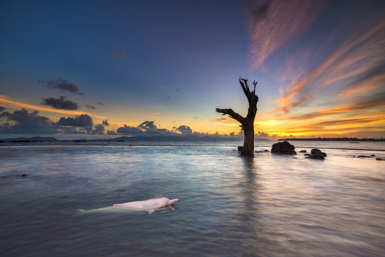 Pink Dolphin in the sea.