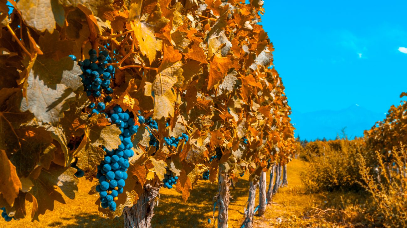 Vineyards of Mendoza in autumn colors, Argentina