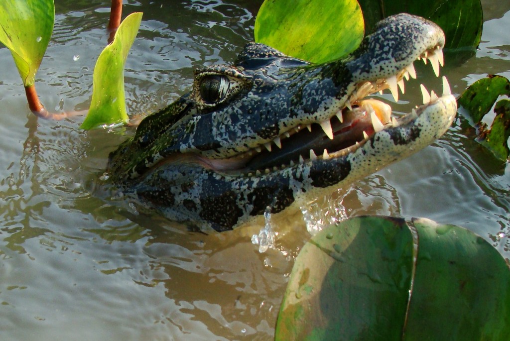 Cuyabeno Reserve, Amazonie