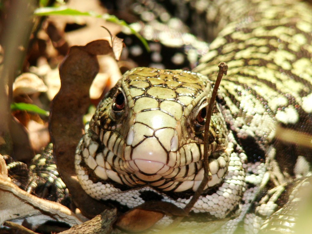 Cuyabeno Reserve, Amazonie