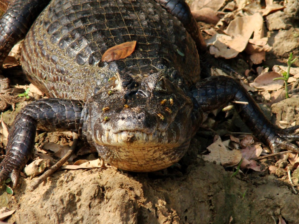 Cuyabeno Reserve, Amazonie