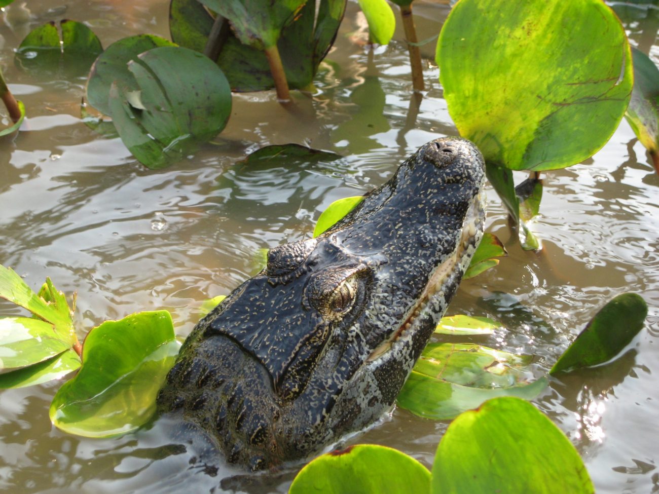 pantanal 1