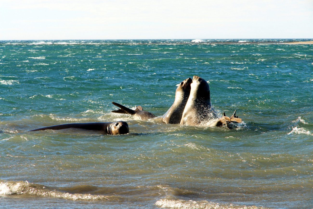 Ledovce Balmacedo a Serrano - poznávací zájezd