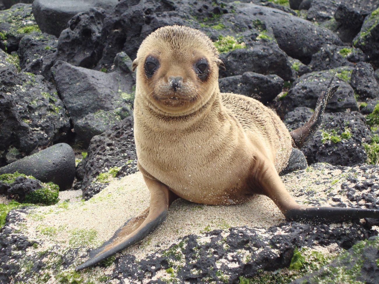 Galapágy