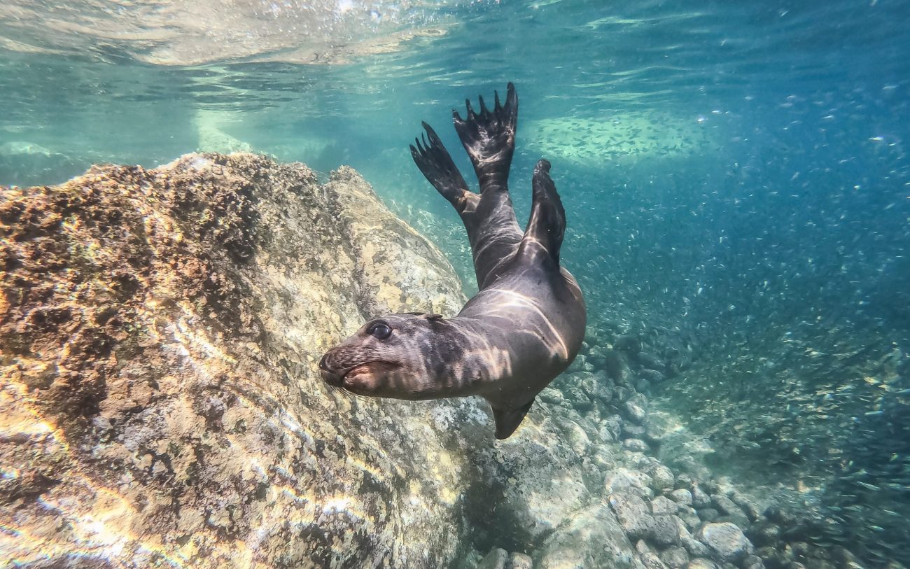 sea lions snorkling-unsplash
