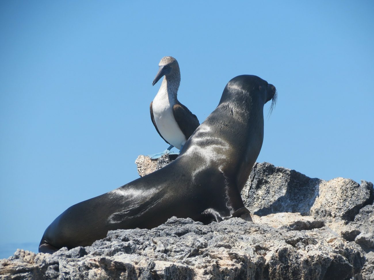 Galapágy