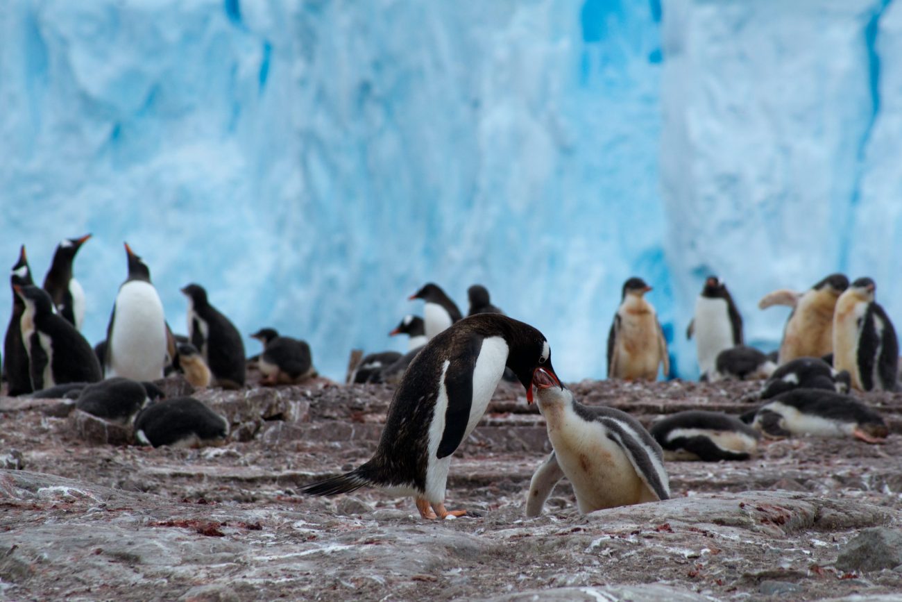 Antarctica-unsplash (6)